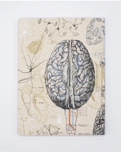 Neuroscience Notebook