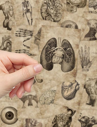 ملصقات تشريح الجسم (56 حبة) - Human Anatomy Sticke...