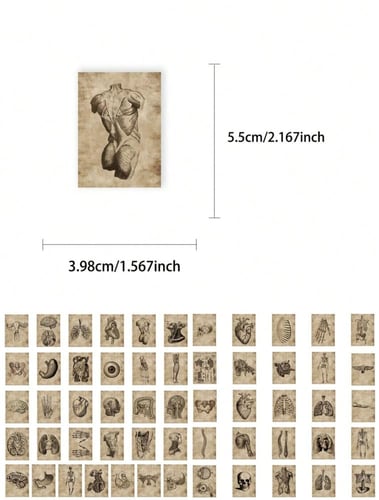 ملصقات تشريح الجسم (56 حبة) - Human Anatomy Sticke...