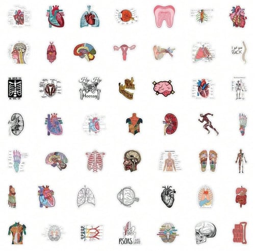ملصقات تشريح الجسم ملونة (50 حبة) - Colored Human...