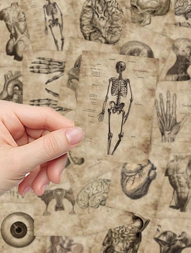 ملصقات تشريح الجسم (56 حبة) - Human Anatomy Sticke...