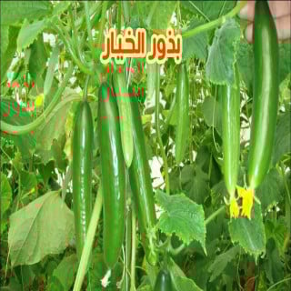 بذور الخيار 10 بذرات