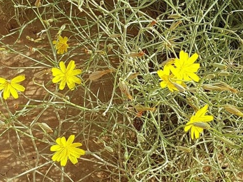 ذعلوق الجمل 40 بذرة تقريبا Scorzonera tortuosissim...