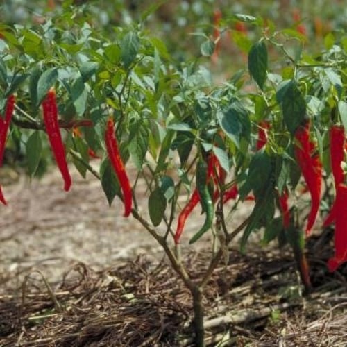بذور الفلفل الحار الاحمر ( Capsicum annuum )