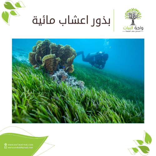 بذور اعشاب مائية