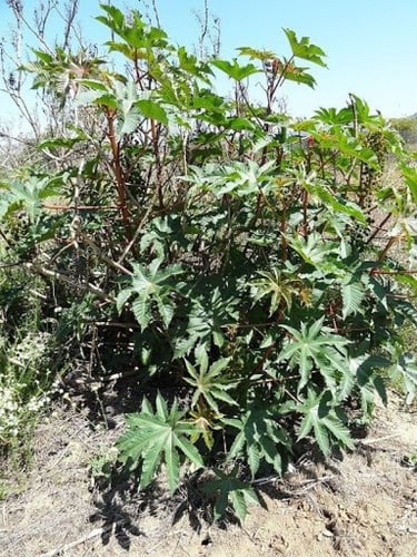 بذور شجرة الخروع ( Ricinus communis )