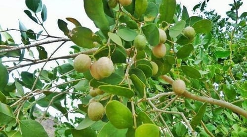 ضبر 20 بذرة Dobera glabra بذور قديمة