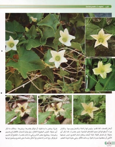 مغد 20 بذرة Coccinea grandis