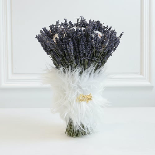 اللاڤندر و القطن