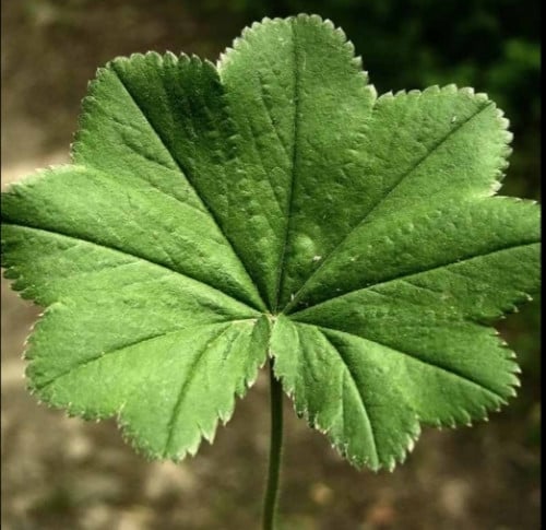 عشبة عباءة السيدة المجففة