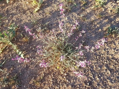شقارا 100 بذرة تقريبا Matthiola longipetala