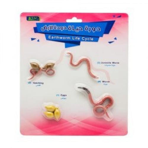 أشكال تعليمية ثلاثية الأبعاد تعلم دورة حياة مكونة...