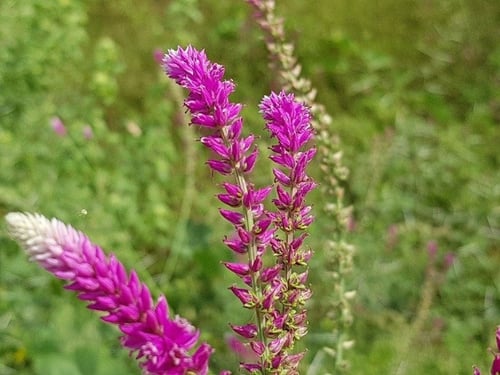 شريمة (غريرا ) 50 بذرة