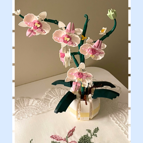 Orchid