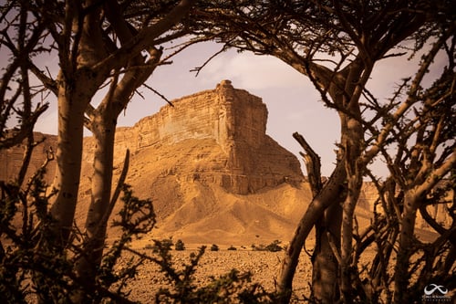 لوحة جبال طويق مع شجرة الطلح - لوحة طبيعة وتعكس ال...