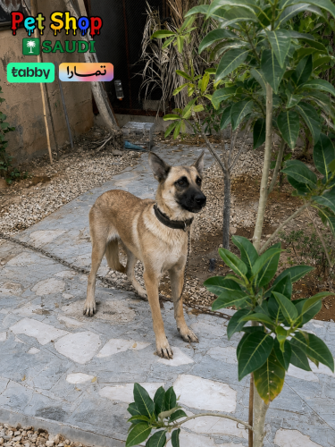 كلبة انثى مالينو - Female Malinois Dog
