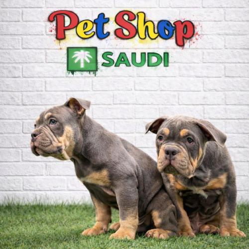 جرو اميركان بولي اكزوتيك عمر شهرين متوفر خدمة الدف...