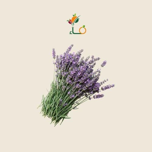 لافندر طازج عضوي