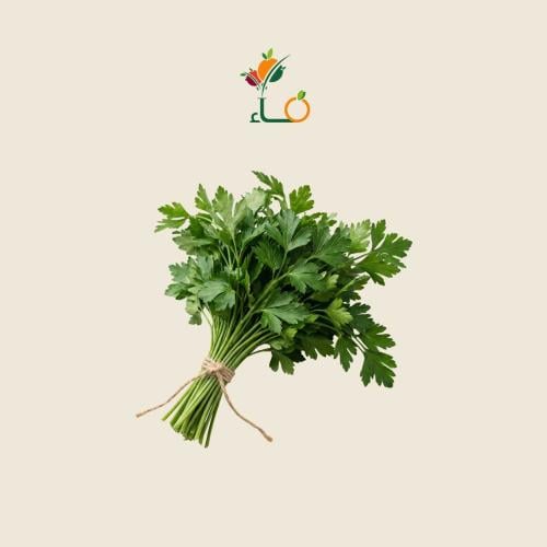 كزبرة عضوي طازج