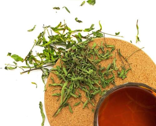 حبق المدينة