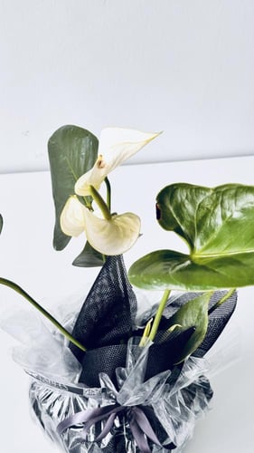 انتريوم ابيض