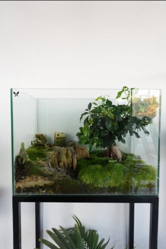 Big Terrarium