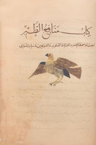 403-صورة مخطوط منافع الطير الضواري