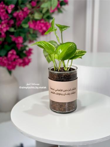 نبتة البوتس مخصصة بعبارة