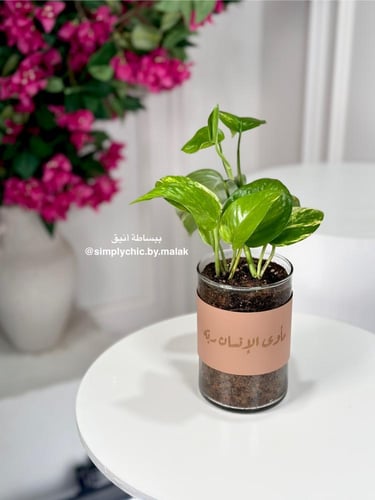 نبتة البوتس مخصصة بعبارة