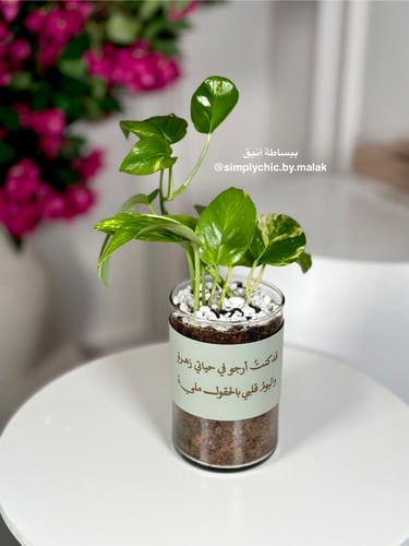 نبتة البوتس مخصصة بعبارة