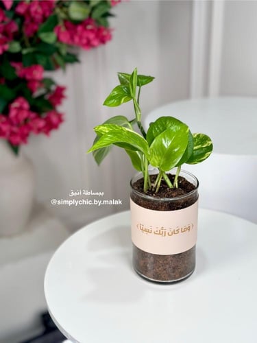 نبتة البوتس مخصصة بعبارة