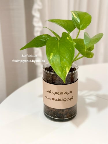 نبتة البوتس مخصصة بعبارة