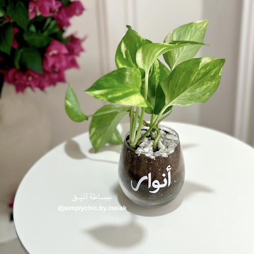 نبتة البوتس مخصصة بالاسم