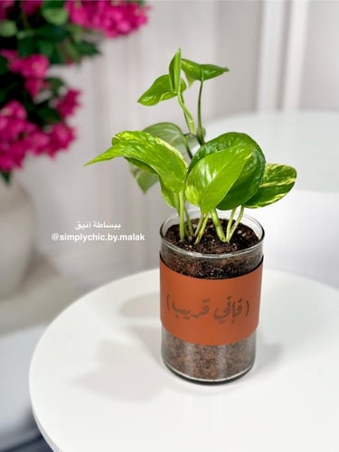 نبتة البوتس مخصصة بعبارة