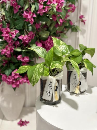 نبتة البوتس مخصصة بعبارة