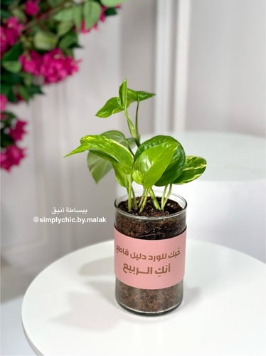 نبتة البوتس مخصصة بعبارة