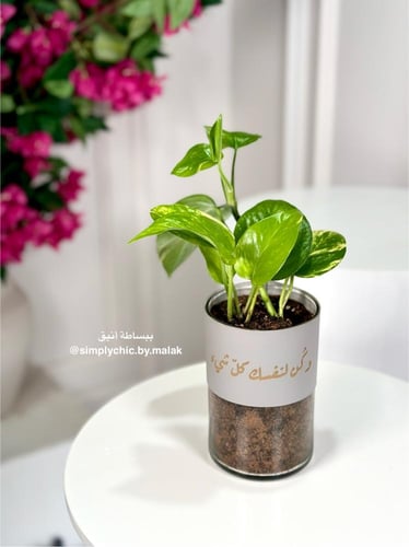 نبتة البوتس مخصصة بعبارة