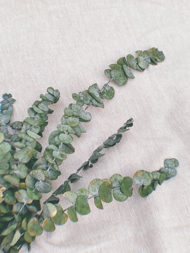 اغصان يوكالوبتس طبيعي مجفف