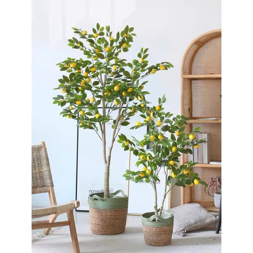 شجرة الليمون - 130 سم