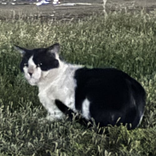 Stray