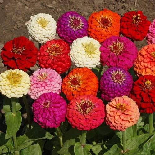 بذور زهرة الزينيا اللوان متعددة (Zinnia)