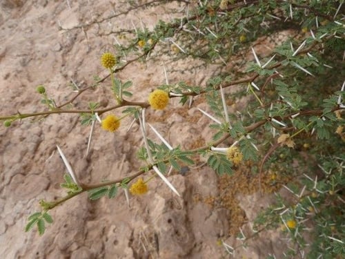 بذور شجرة السلم(Acacia ehrenbergiana)