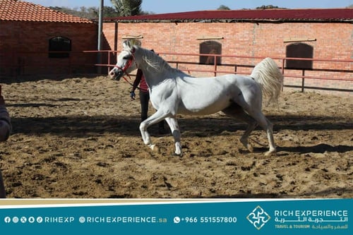 رحلة مركز الفروسية