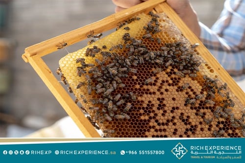 رحلة مناحل العسل