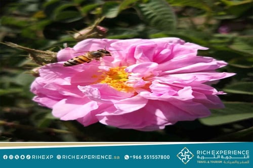 رحلة مهرجان ورد الطائف