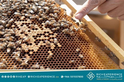 رحلة مناحل العسل