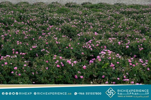 رحلة مهرجان ورد الطائف