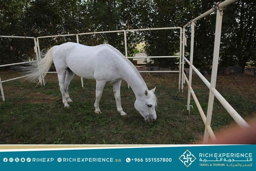 رحلة مركز الفروسية