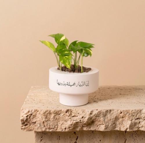 نبتة البوتس 1 - Pothos Plant 1
