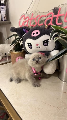 سكوتش مكس هملايا شامل المستلزمات